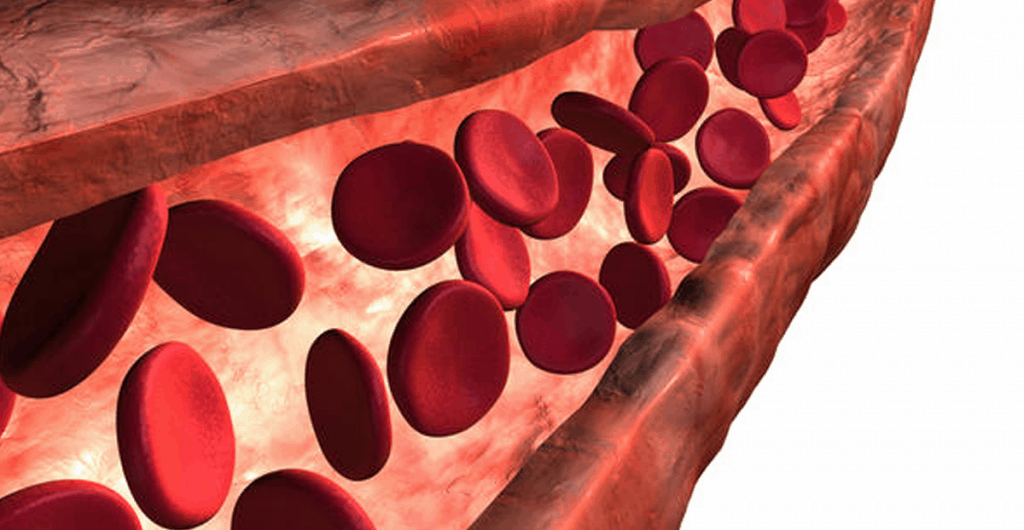 View of cardiovascular system, a vein with blood cells