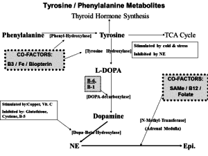 tyrosine dopamine pathway