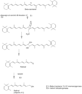 Flowchart of Vitamin A Synthesis