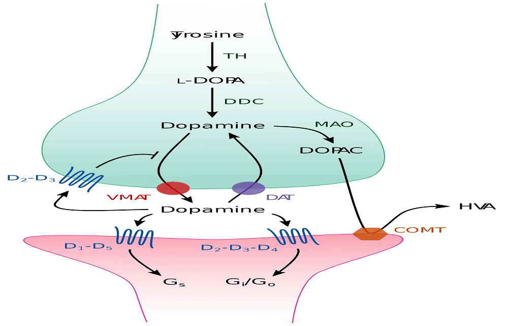 Dopamine synapse
