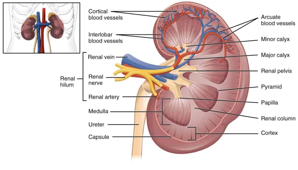 A cross section of the kidney with labels